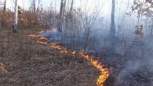 Зачем разреживать лес и как это делать: рубка ухода в березовом лесу (второе издание)