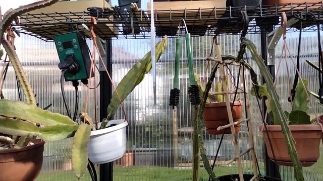 Виды кактусов и их цветы.Маммилярии.Трихоцереус.Ребуции.Ферокактус.Копиапоа.Лето.