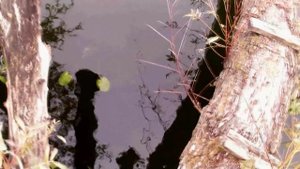 Рыбалка в Подмосковье. Ловля щуки осенью на джиг в коряжнике.