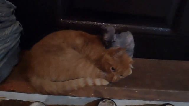 Грелка для котенка сфинкса) смотреть онлайн