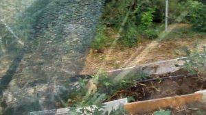 ГОЛУБИКА НА ЮГЕ.