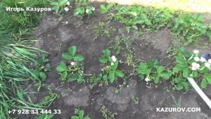 ПЛАНТАФИД 20:20:20 ОБЗОР ПРЕПАРАТА