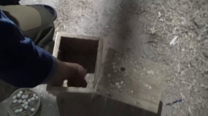 Размножение волнистых попугаев, забираем яйца и подкидываем в другие гнезда.