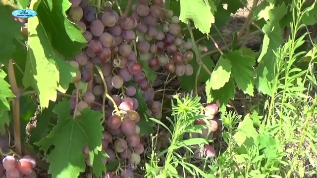 ОБЗОР ПЛОДОНОСЯЩИХ СОРТОВ ВИНОГРАДА-МОЯ КОЛЛЕКЦИЯ. смотреть онлайн