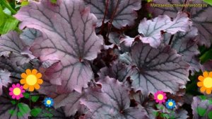 Гейхера чайногибридная. Краткий обзор, описание характеристик heuchera hybrid глиттер
