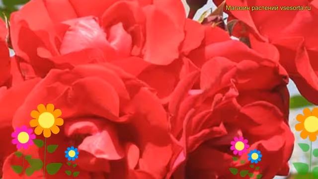 Роза парковая Сантана. Краткий обзор, описание характеристик, где купить саженцы Santana смотреть онлайн