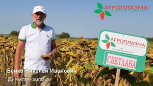 Самый известный гибрид подсолнечника СВЕТЛАНА