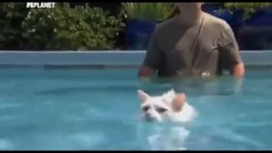 Кошка турецкий ван