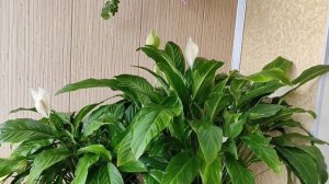 Спатифиллум, 5 Удобрений для Шикарного Цветения