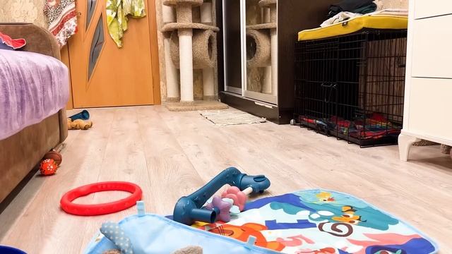 Львёнок с поломанной лапой ЖДЁТ РЕЗУЛЬТАТЫ КТ и МРТ! У него теперь ЕСТЬ ИМЯ! Волнительные пару дней смотреть онлайн