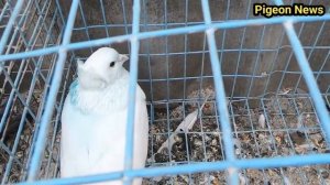 Сколько же лет живут Голуби ??? Обзор Ветеранов // How old do doves live ??