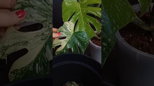 до этого пересаживалась весной)) #plants #монстера #thaiconstellation #monstera #пересадка