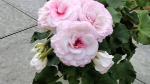 #199.Изменчивое цветение пеларгонии. Kv. Anna Jeanett!