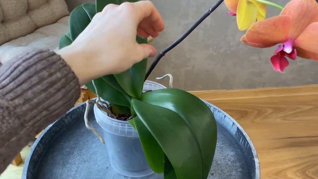 Phal. Surf song цвітіння в березні смотреть онлайн