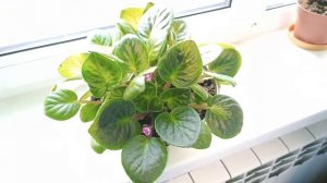 Фиалка "дала угля стране". Фиалка Поль Баньян из листиков. 4 месяца