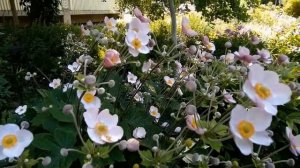 Ветреница хубэйская.  Красиво цветущее растение.