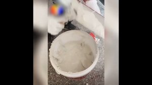 Набор шпателей профессиональный  для механизированного нанесения и разравнивания