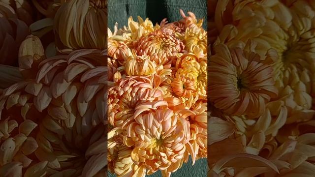 Бордюрные хризантемы. #chrysanthemum #хризантемы