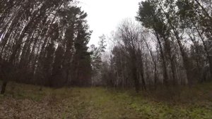 Красноярское Загорье. «Напали» в лесу возле села Кожаны