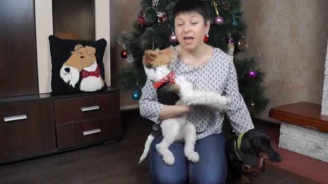 С НОВЫМ ГОДОМ//ОШЕЙНИКИ ИЗ ПАРАКОРДА//ФОКСОМАНИЯ смотреть онлайн