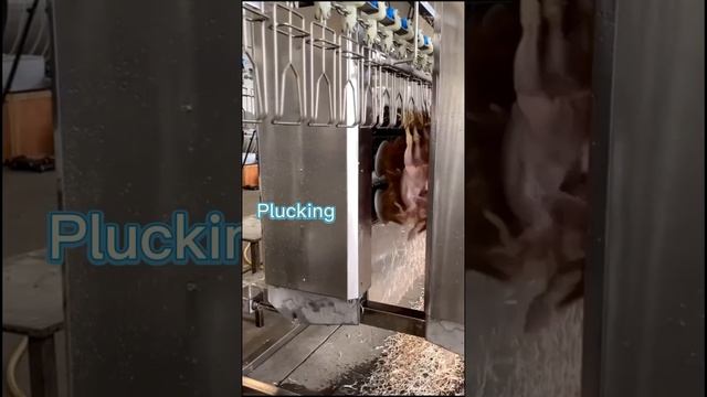 Eruis chicken plucker  brings chickens professional plucking experiences