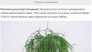 Рипсалис – мягкий древесный кактус