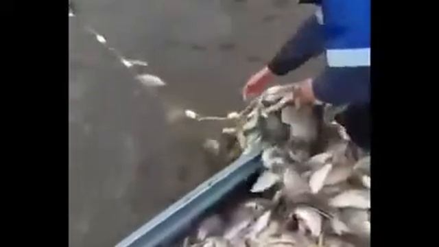 Вот это РЫБАЛКА )))) Не реально много рыбы смотреть онлайн