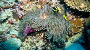 Дайвинг. Мальдивы. Январь 2024 г.