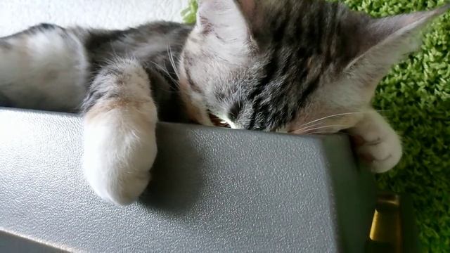 Кошка хочет быть рыбой смотреть онлайн