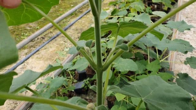 Закладка бутонов на гибридных саженцах Павловнии! Влияние калийной селитры на развитие саженцев. смотреть онлайн