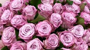 51  роза "Маритим" 60 см