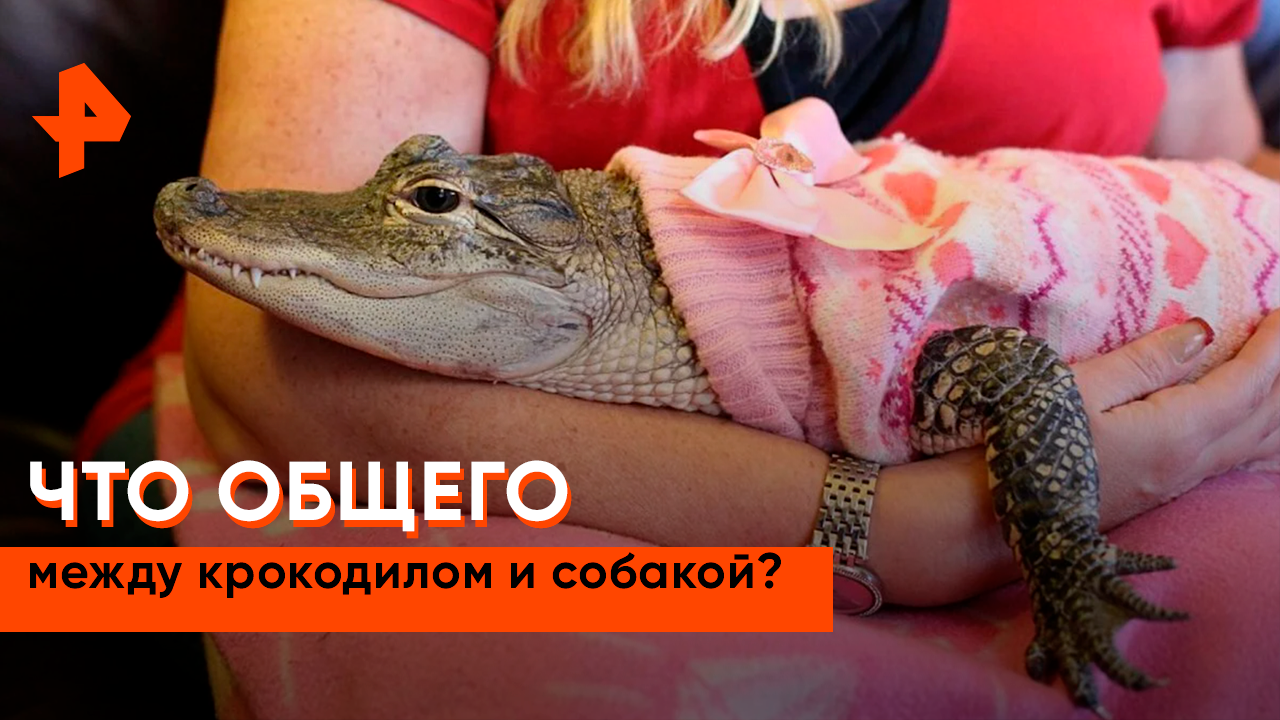 Загадки человечества с Олегом Шишкиным — Приручить крокодила