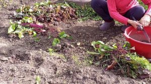 Как делать грядку, как выкапывать свеклу, урожай свеклы #помощь #жизнь #доступнаясреда #любовь