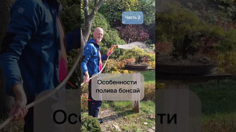 Особенности полива бонсай. Часть 2.