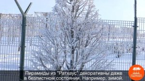 Формовочная обрезка. Липа крупнолистная "Ратхаус", ф. пирамида