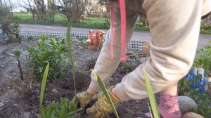 Клумба из многолетних цветов, подсаживаем однолетники