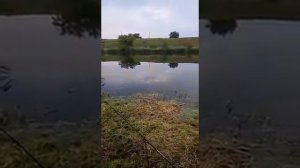 Село Вольное(маленький ставок) Синельниковский район