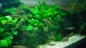 Барбус Денисони (Barbus denisonii)