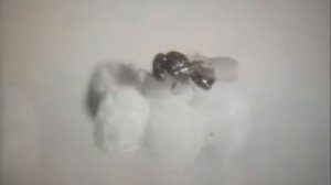 ОТРЯД ПЕРЕПОНЧАТОКРЫЛЫЕ