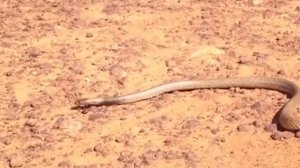 Вот почему Королевская Кобра ненавидит других Змей