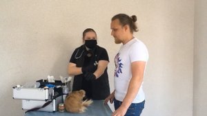 ИЗМЕРЯЕМ ТЕМПЕРАТУРУ собаке /собака и ГРАДУСНИК/ скучно не будет