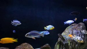Africa.Malawi. lake. cichlids mbuna