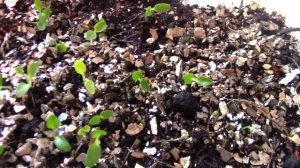 Посадите эту милоту в ваш сад.Нюансы проращивания семян прострела.