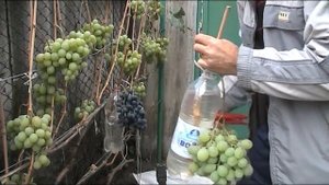 Как сохранить Виноград до Нового Года