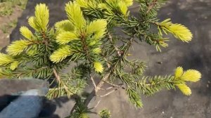 Ель колючая 'Bialobok'