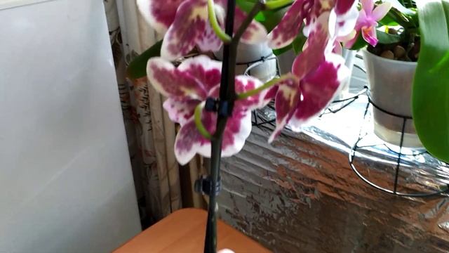 Новая орхидея. Красивая орхидея биг лип. Уход за орхидеей после покупки.