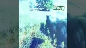 Быки АБЕРДИН АНГУС 700-800 КГ Достоинства Абердин-Ангусской породы..