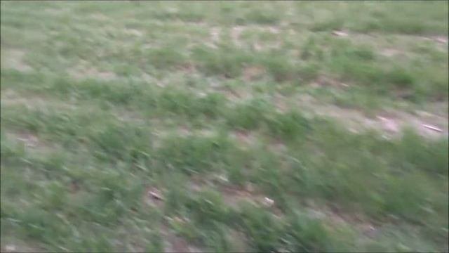 24.04.18 г. Озимая пшеница. Вопрос по сидератам.