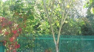 Нас снова обворовали! Маньчжурский орех даже не попробовали, зато полюбовались рыжей воровкой.