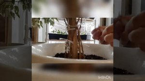 Плетение фикуса Бенджамина